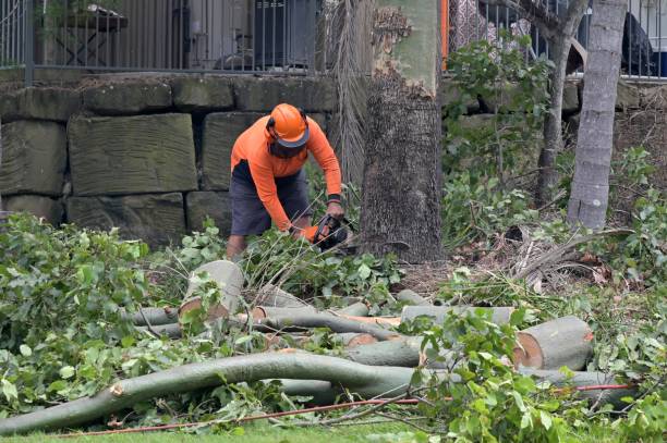 Best Tree Stump Removal  in Muncy, PA